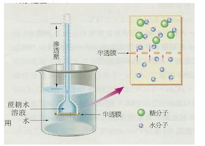 扩散作用|生物学上的扩散和渗透有什么异同？